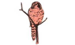 Image of Owl magnet
