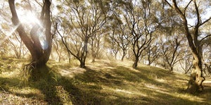 Olive Grove