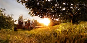 Orchard