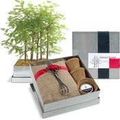 Image of Redwood Bonsai Set