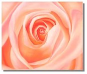 Image of Rose Attar