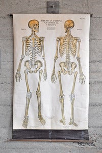Image of Vintage Anatomy Chart 1918 (Skeleton)