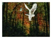 Image of She Brings The Light From The Darkness - White Boarder