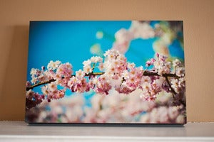 Image of Cherry Blossom 8" x 12" Standout Professionally Printed on Metallic Paper