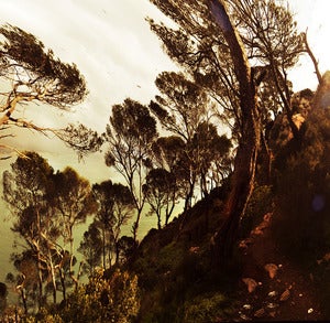 Wind through the Trees