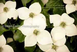 Image of Floral with Verse in 8" x 12" Standout Professionally Printed on Metallic Paper
