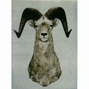 Image of “Ovis Canadensis” Grey