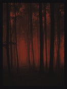 Image of Crimson Forest - Art Print