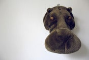 Image of Trophée tête d'hippopotame  ♥