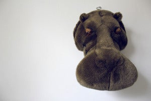 Image of Trophée tête d'hippopotame  ♥