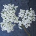 Image of Companion Plant Pack