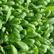 Image of Spinach - Santana