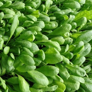 Image of Spinach - Santana