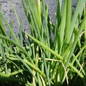 Image of Onion - White Welsh