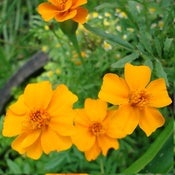 Image of Marigold – Single gold
