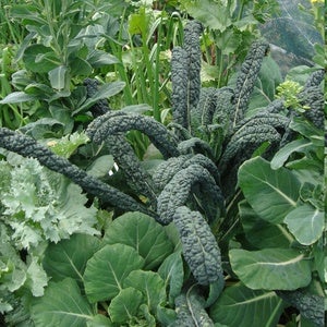 Image of Kale – Cavolo nero