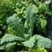 Image of Kale – Cavolo nero