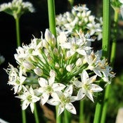 Image of Garlic chives