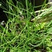 Image of Garlic chives