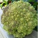 Image of Broccoli - Precoce Romanesco