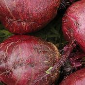 Image of Beetroot – Bull's blood 