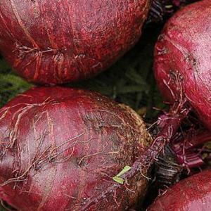 Image of Beetroot – Bull's blood 