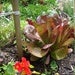 Image of Lettuce - Heirloom leaf pack