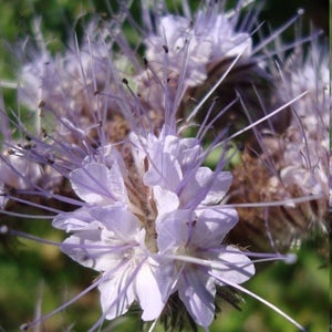 Image of Phacelia