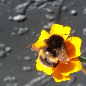 Image of Companion Plant Pack
