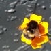 Image of Companion Plant Pack