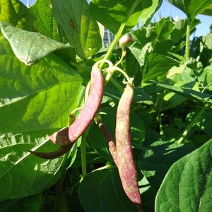 Image of Bean - Borlotti fire tongue bush