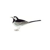 Image of Pied Wagtail Limited Edition Screenprint