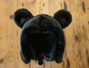 Image of SnowBear