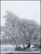 Image of New Forest, Winter Beauty (8 x 10)