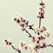 Image of Spring Blossom