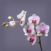 Image of Orchid