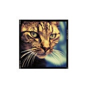 Image of Tabby