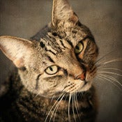 Image of Vintage Tabby