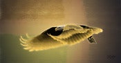 Image of Gold eagle  15x30  $125.00