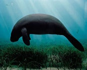 Image of Manatee Diorama, Museum of Natural History, NYC
