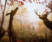 Image of White Deer Diorama, Museum of Natural History, NYC