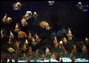 Image of Goldfish, Chinatown, NYC