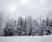 Image of Snow and Trees, New Hampshire