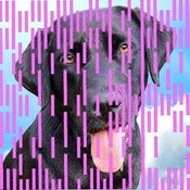 Image of BUSTER