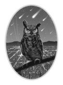 Image of Owl And The City.
