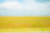 Image of Dreamscapes, Everglades I