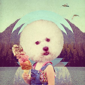 Image of Bichon Freeze. 142