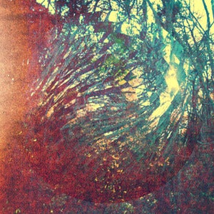Image of Allergies in the shallow trees. 318