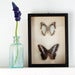 Image of Decorative Muscari 