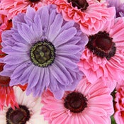 Image of Anemone 2